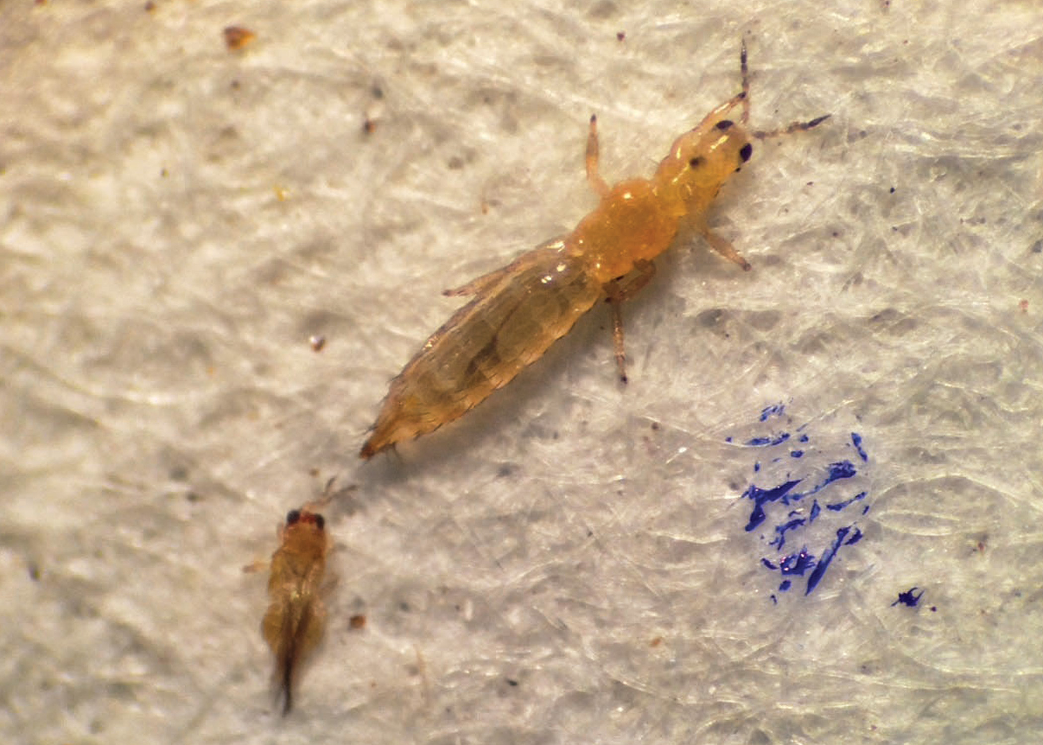 Chilli Thrips Control, Identification and Management